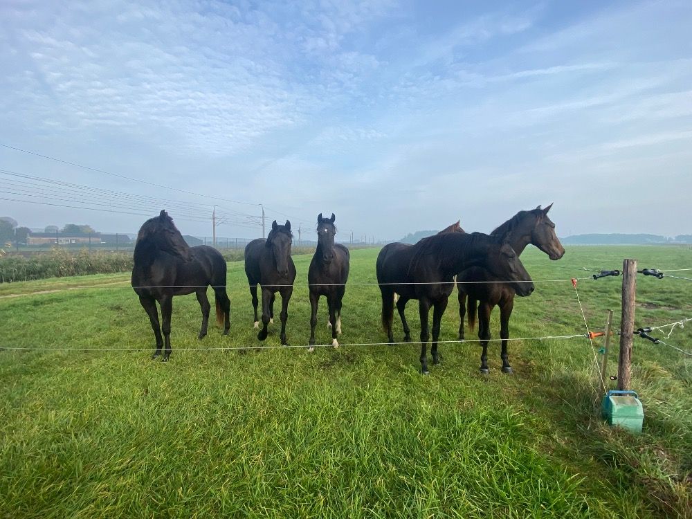 KWPN dressuurpaard Merrie 3 jaar Zwart te koop - Foto 2