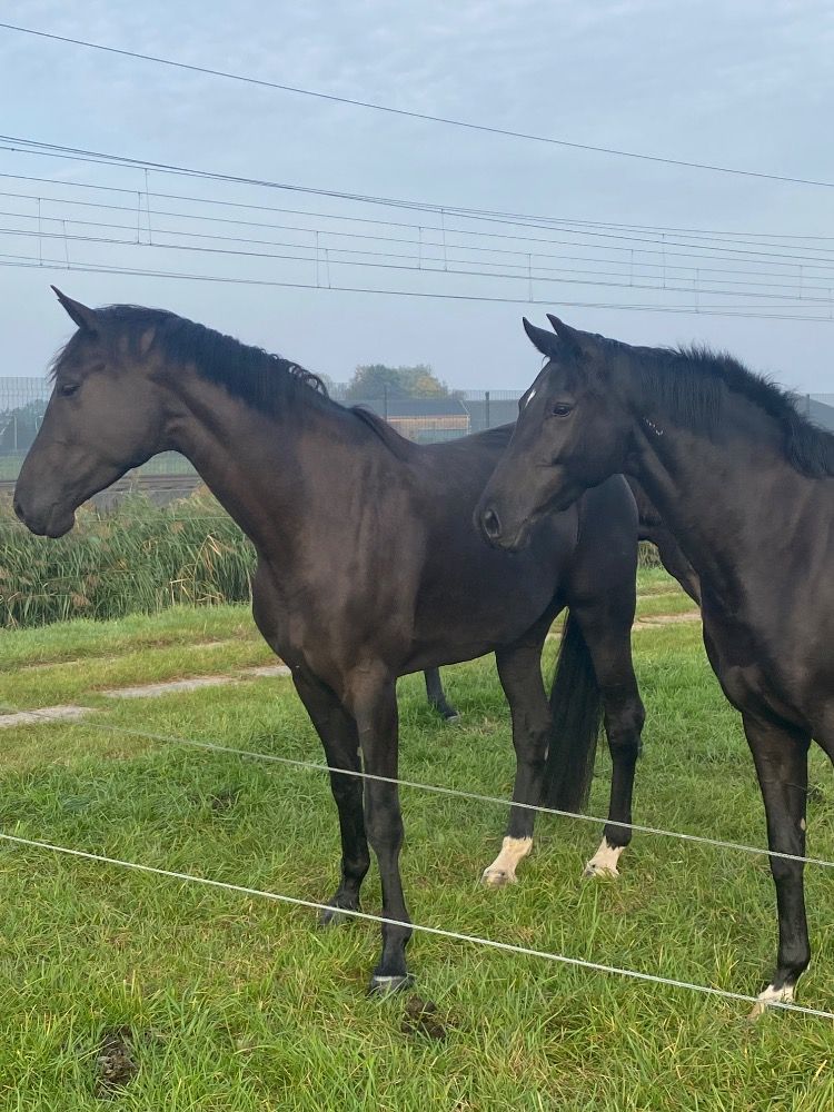 KWPN dressuurpaard Merrie 3 jaar Zwart te koop - Foto 5