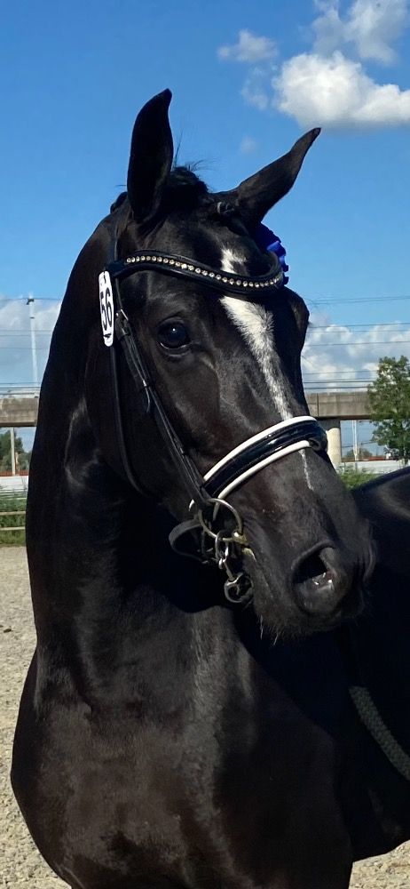 KWPN dressuurpaard Merrie 3 jaar Zwart te koop - Foto 6