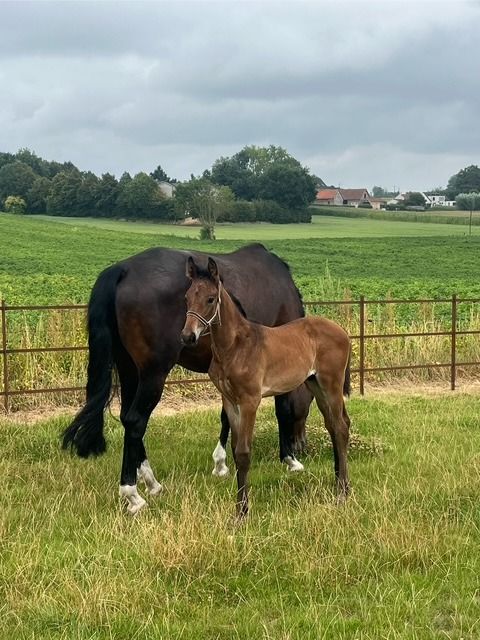 KWPN dressuurpaard Hengst Bruin te koop - Foto 2