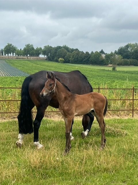 KWPN dressuurpaard Hengst Bruin te koop - Foto 3
