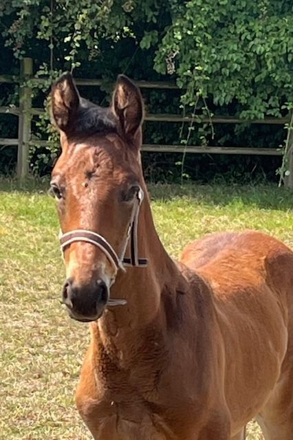 KWPN dressuurpaard Hengst Bruin te koop - Hoofdfoto