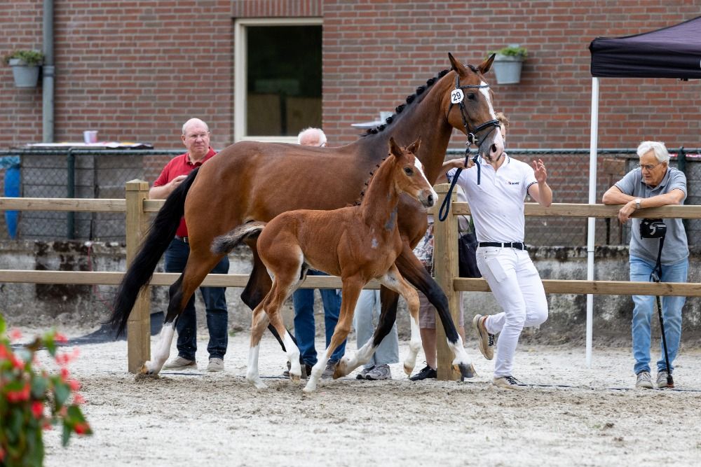 KWPN dressuurpaard Hengst Bruin te koop - Foto 3