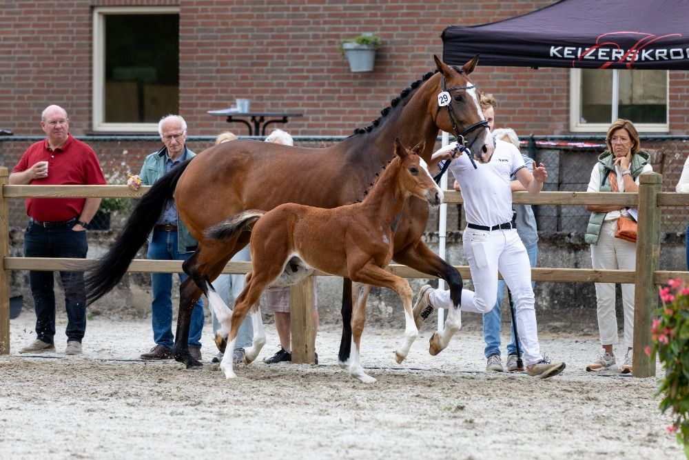 KWPN dressuurpaard Hengst Bruin te koop - Hoofdfoto