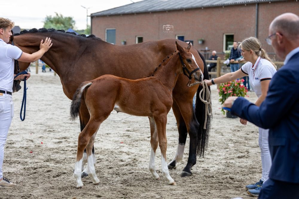 KWPN dressuurpaard Hengst Bruin te koop - Foto 2