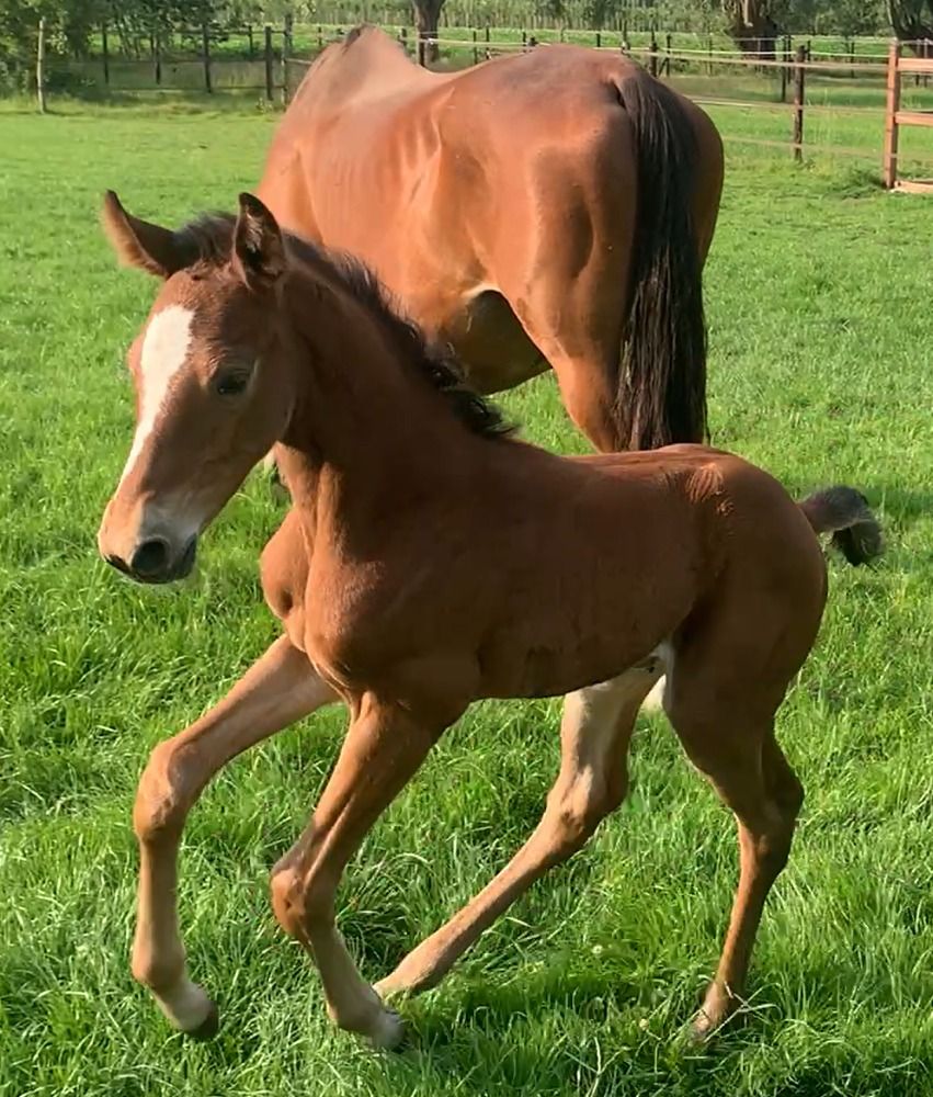 BWP paard Merrie 18 jaar Bruin te koop - Foto 2
