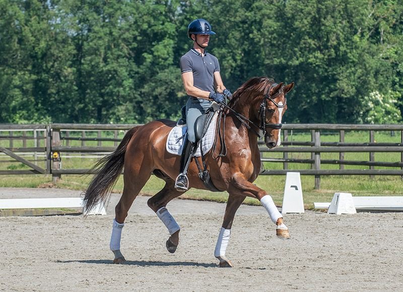 Perfect horse for Young Rider Europeans