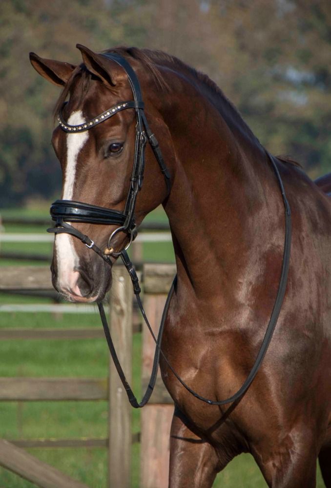dressuurpaard Ruin 8 jaar Kastanje te koop - Foto 3