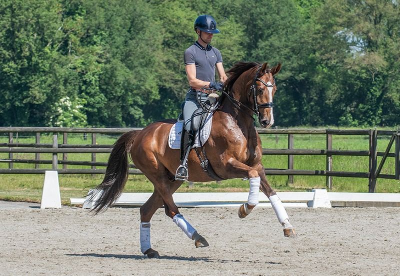 dressuurpaard Ruin 8 jaar Kastanje te koop - Foto 2