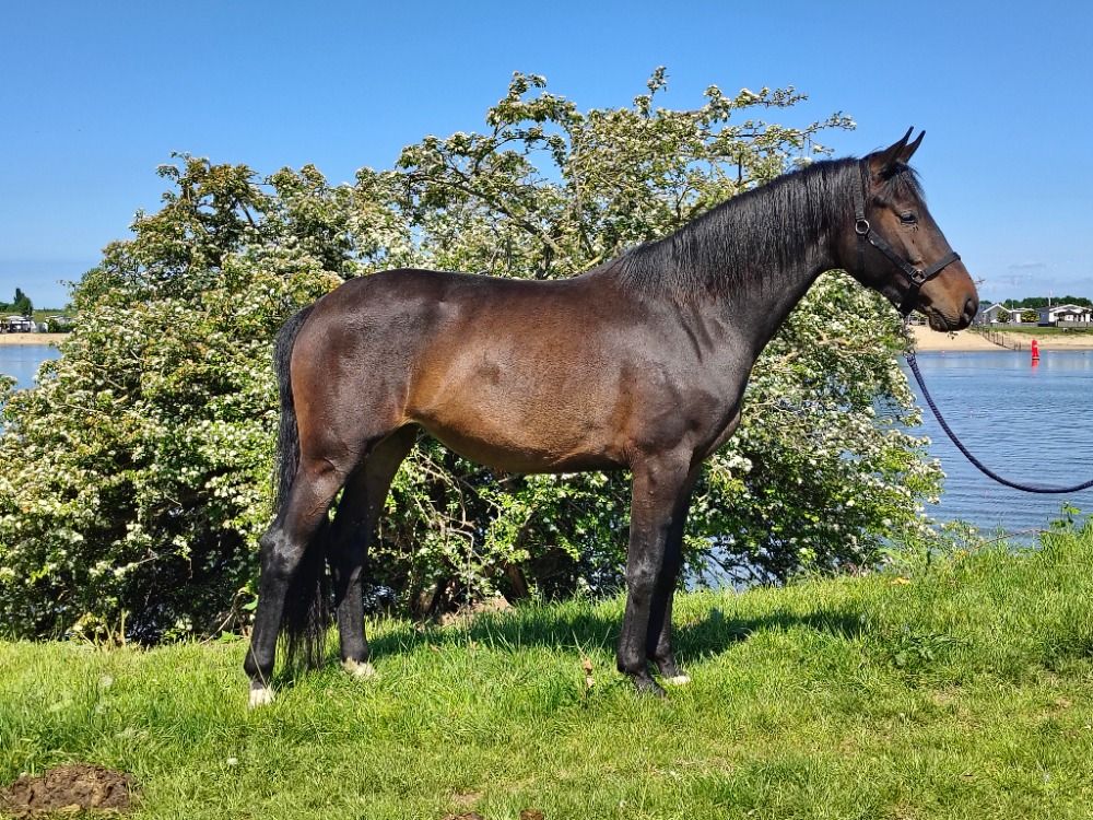 KWPN dressuurpaard Merrie 3 jaar te koop - Hoofdfoto