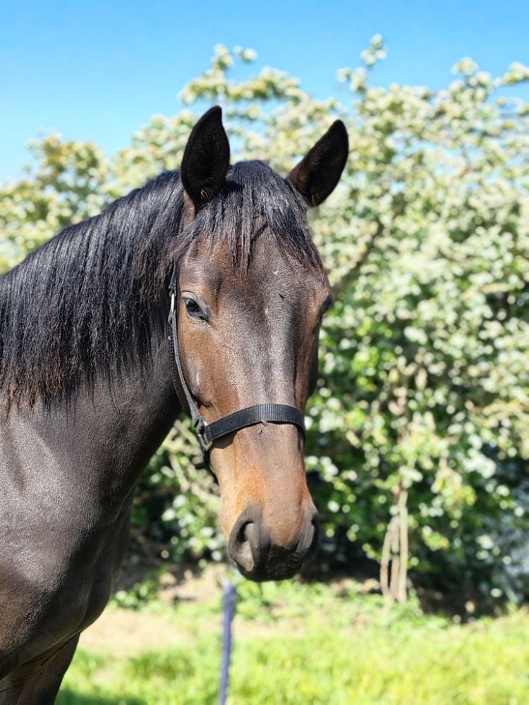 KWPN dressuurpaard Merrie 3 jaar te koop - Foto 3
