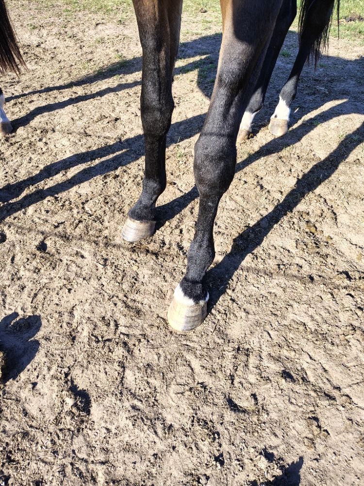 KWPN dressuurpaard Merrie 3 jaar te koop - Foto 4