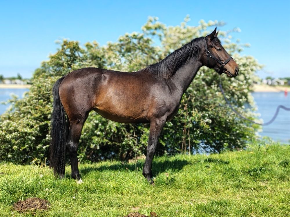 KWPN dressuurpaard Merrie 3 jaar te koop - Foto 2