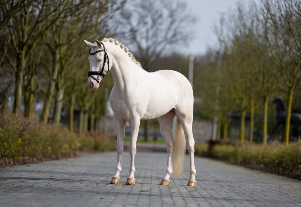 Duitse rijpony dressuurpony Hengst 6 jaar Andere te koop - Foto 2
