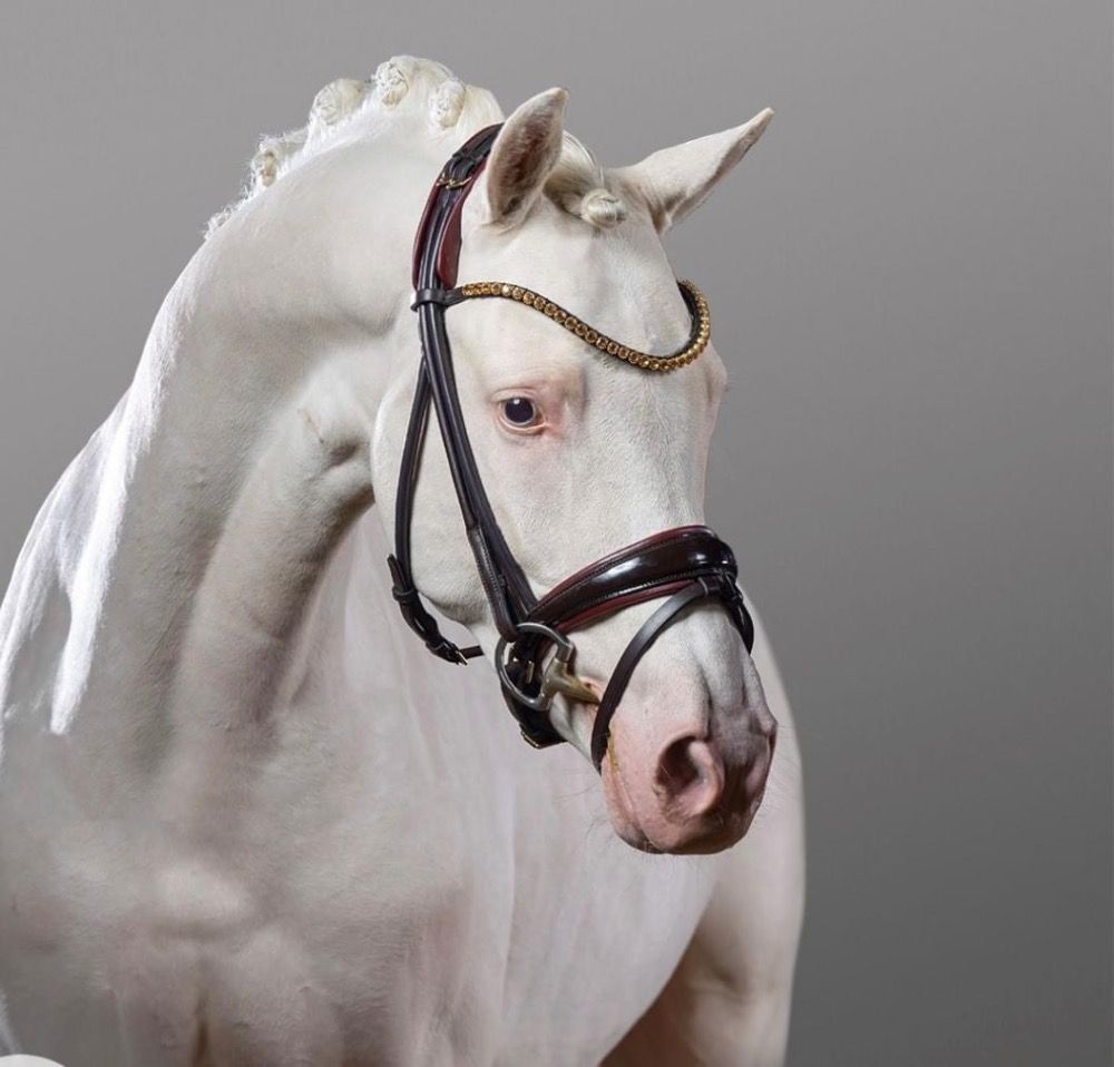 Duitse rijpony dressuurpony Hengst 6 jaar Andere te koop - Foto 4