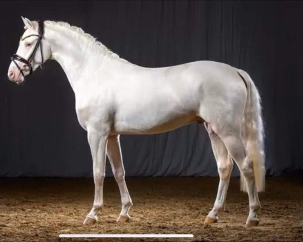 Duitse rijpony dressuurpony Hengst 6 jaar Andere te koop - Foto 3