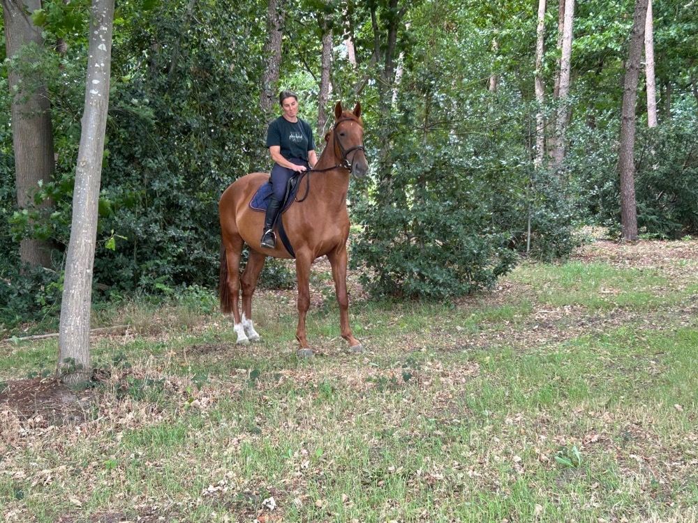 Te koop 4 jarige Ruin