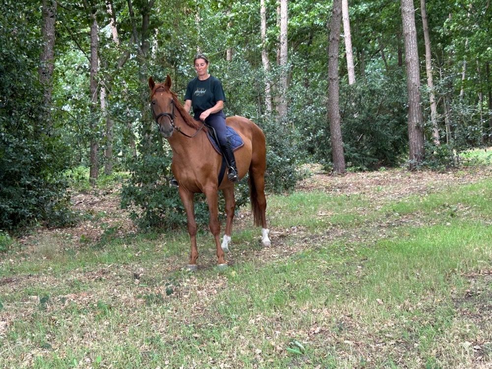 KWPN springpaard Ruin 4 jaar Vos te koop - Foto 2