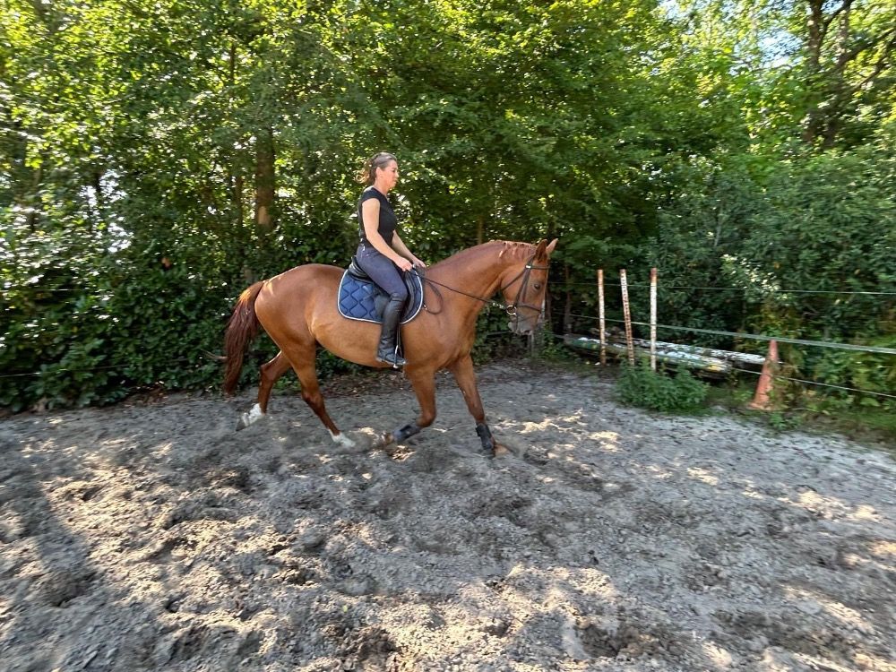 KWPN springpaard Ruin 4 jaar Vos te koop - Foto 3