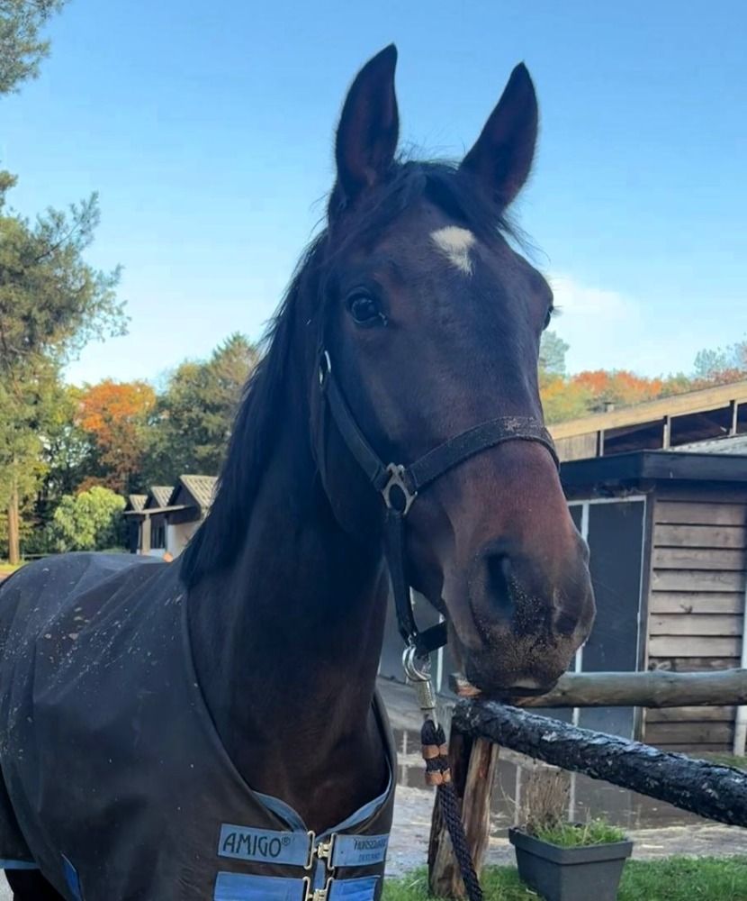 KWPN dressuurpaard Ruin 3 jaar Bruin te koop - Hoofdfoto