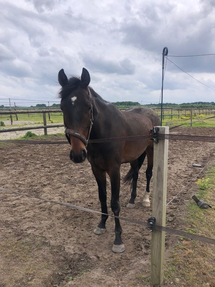 KWPN dressuurpaard Ruin 3 jaar Bruin te koop - Foto 6