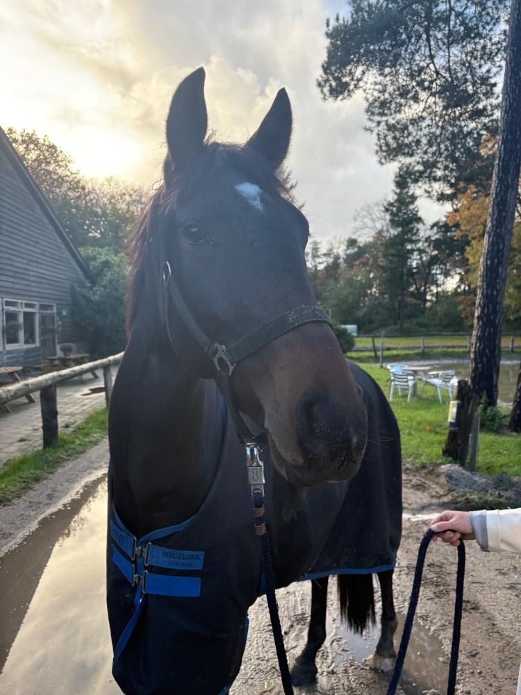 KWPN dressuurpaard Ruin 3 jaar Bruin te koop - Foto 5