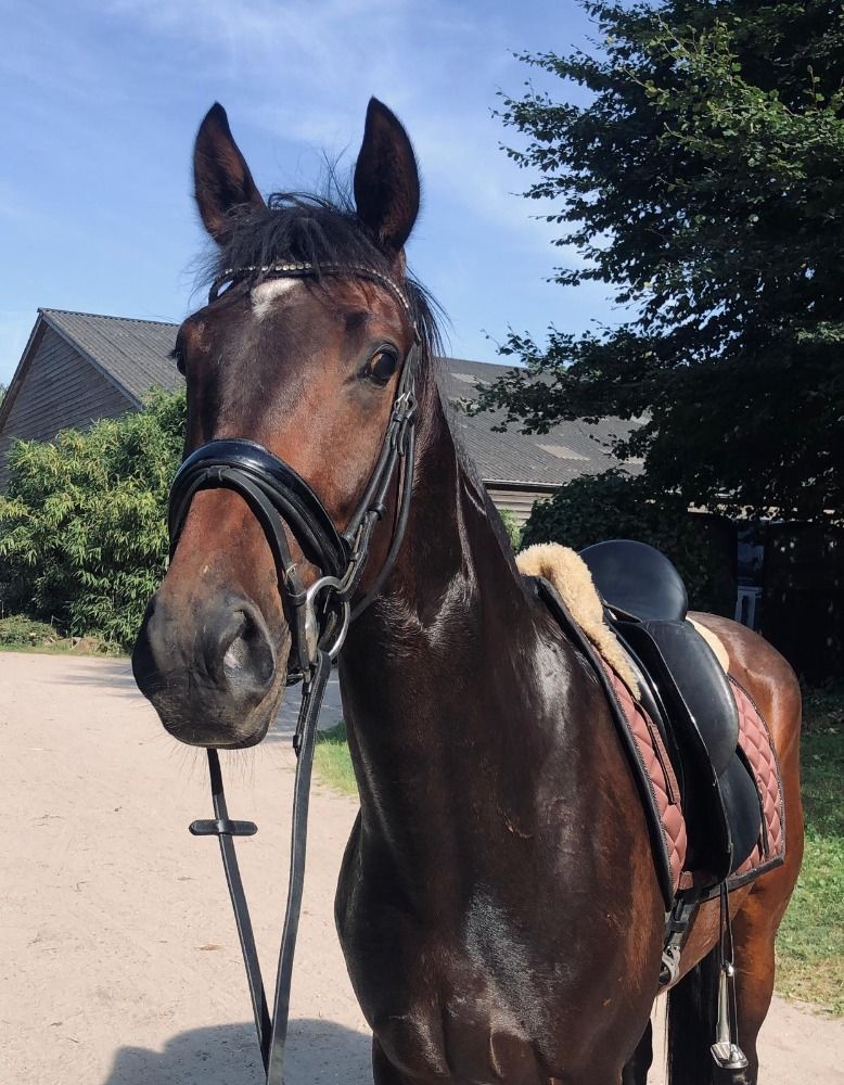 KWPN dressuurpaard Ruin 3 jaar Bruin te koop - Foto 4