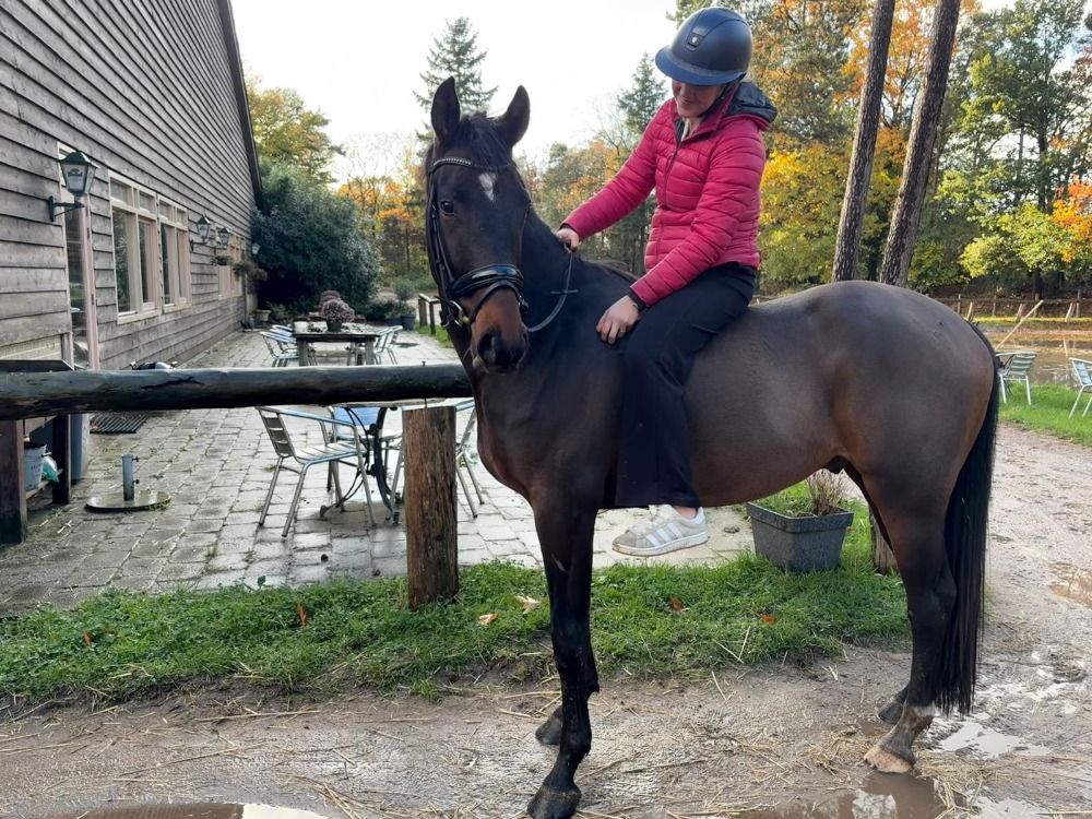 KWPN dressuurpaard Ruin 3 jaar Bruin te koop - Foto 3