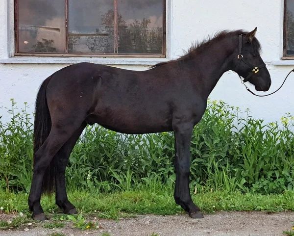 Estonian Native Horse dressage, show jumping stallion 10.07.2023 歳 Bay 売り出し中 - 写真 4