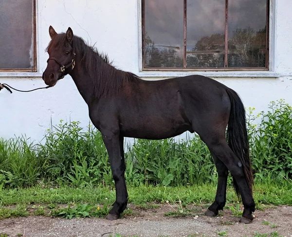 Estonian Native Horse dressage, show jumping stallion 10.07.2023 歳 Bay 売り出し中 - 写真 5