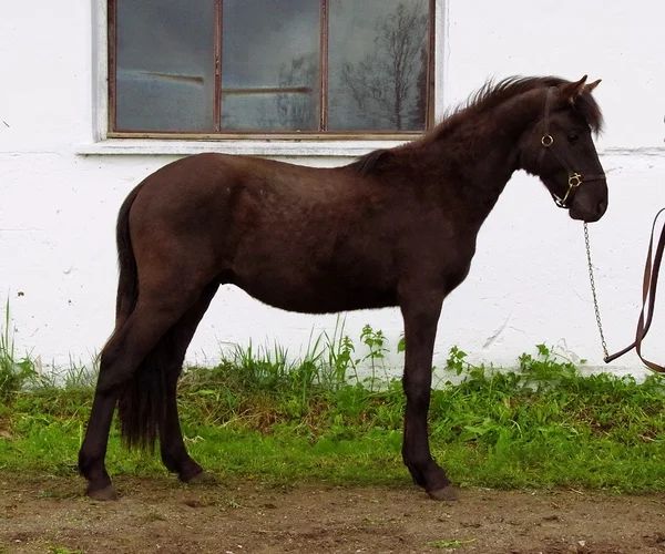 Estonian Native Horse dressage, show jumping stallion 10.07.2023 歳 Bay 売り出し中 - 写真 6