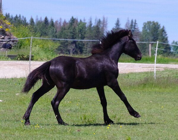 Estonian Native Horse dressage, show jumping stallion 10.07.2023 歳 Bay 売り出し中 - 写真 3