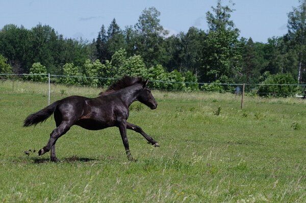 Estonian Native Horse dressage, show jumping stallion 10.07.2023 歳 Bay 売り出し中 - 写真 2