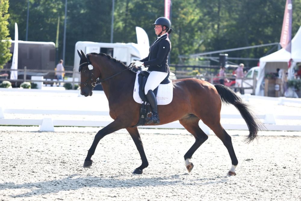 KWPN dressuurpaard Merrie 20 jaar te koop - Foto 2