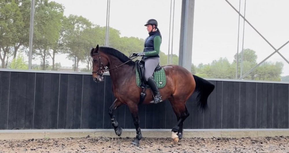 KWPN dressuurpaard Merrie 20 jaar te koop - Foto 4