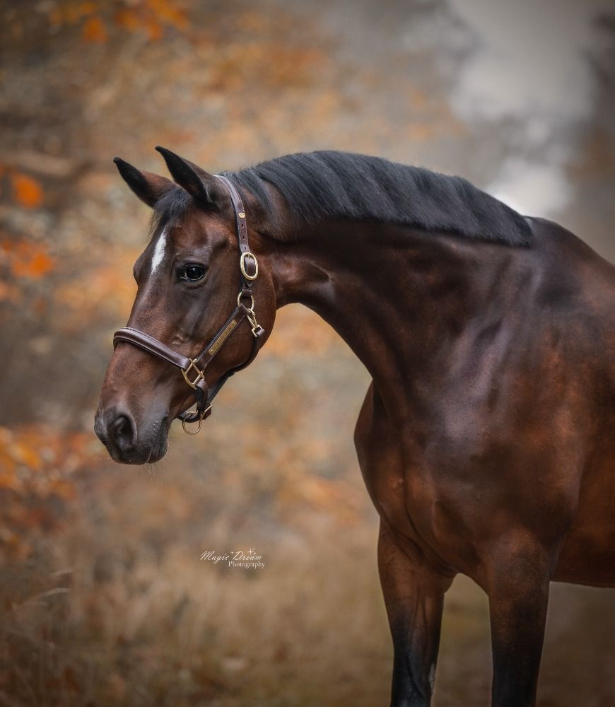 KWPN dressuurpaard Merrie 20 jaar te koop - Hoofdfoto
