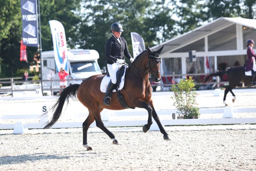 KWPN dressuurpaard Merrie 20 jaar te koop - Foto 3
