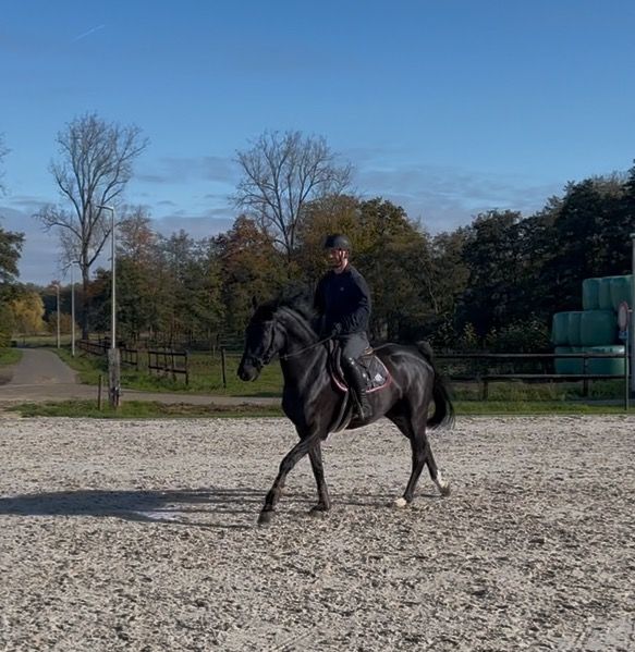 Braaf en leuk 5-jarige pegase