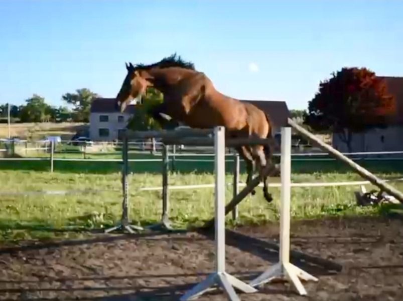 Zangersheide springpaard Merrie 14 歳 Bruin 売り出し中 - 写真 2