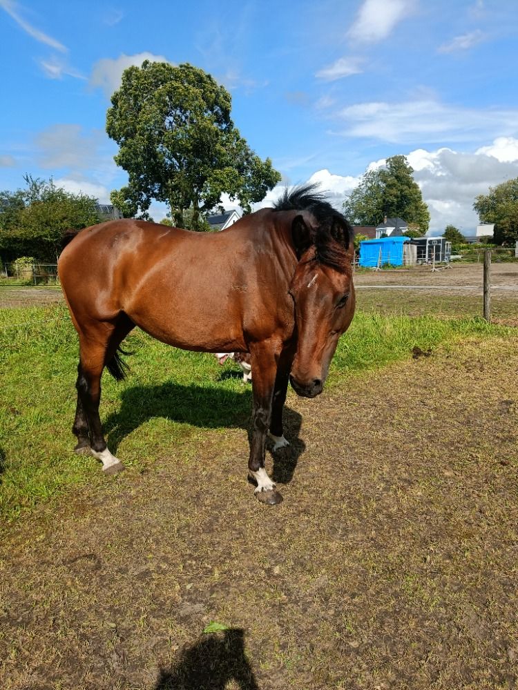 Zangersheide springpaard Merrie 14 歳 Bruin 売り出し中 - 写真 6