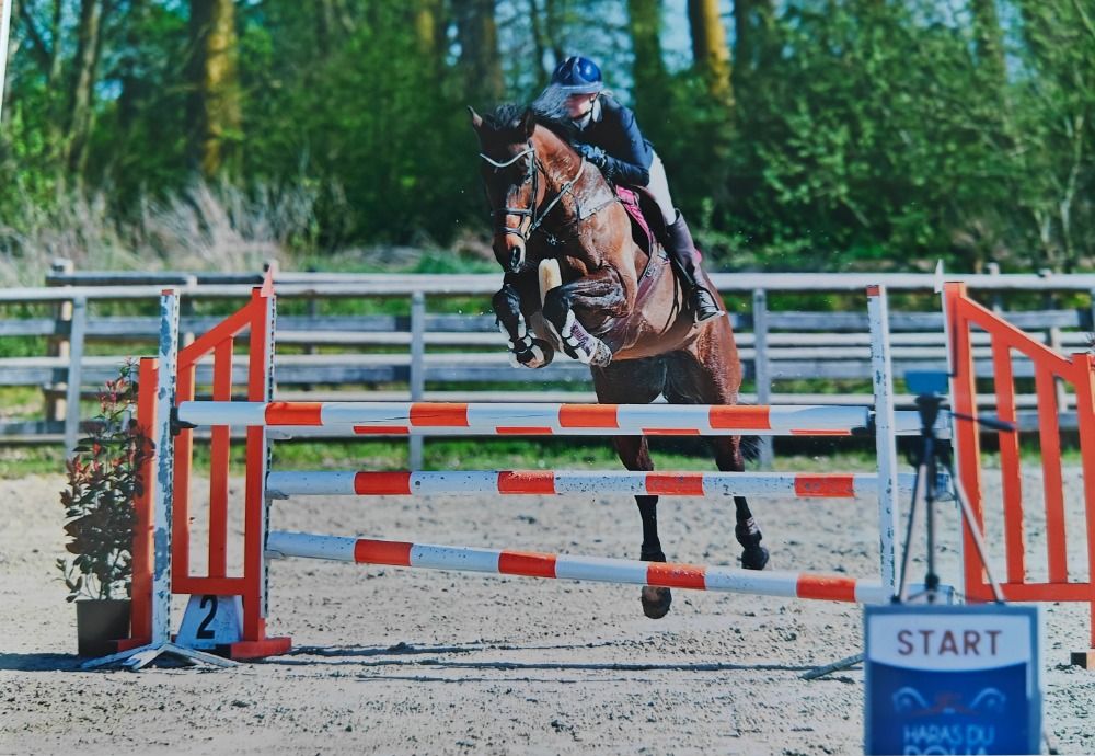 Zangersheide springpaard Merrie 14 歳 Bruin 売り出し中 - 写真 4