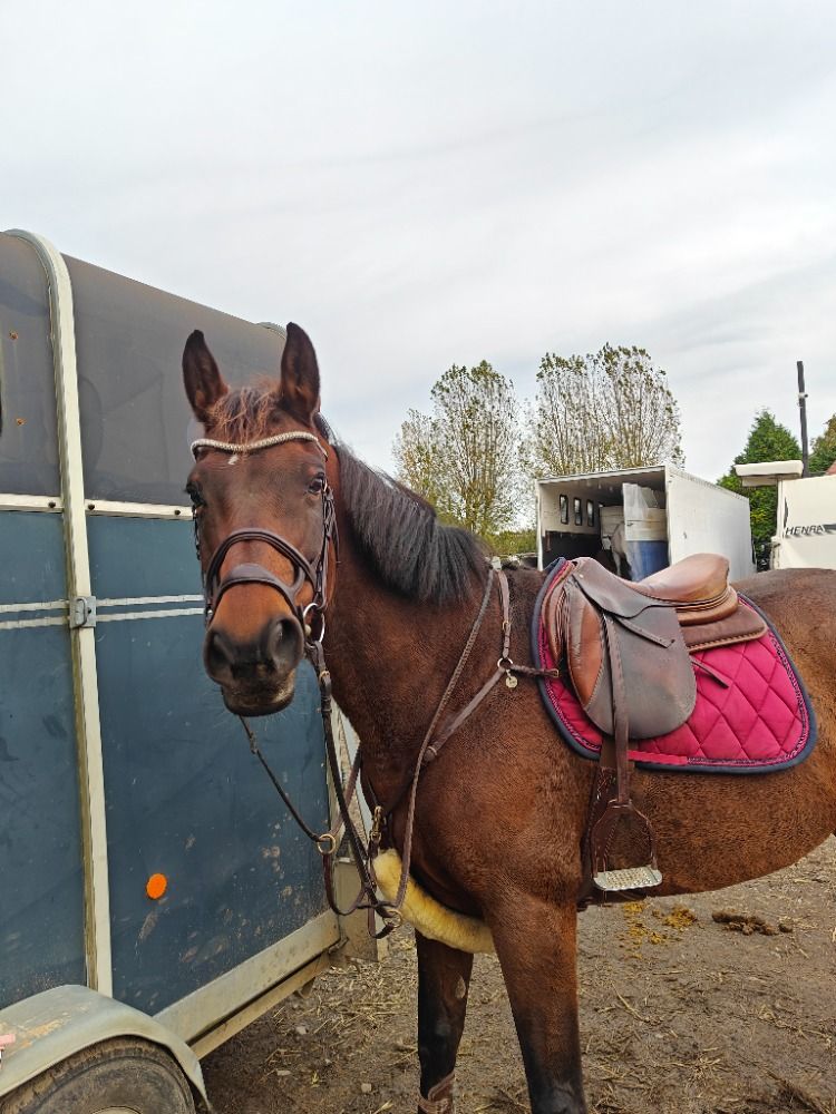 Zangersheide springpaard Merrie 14 歳 Bruin 売り出し中 - 写真 5