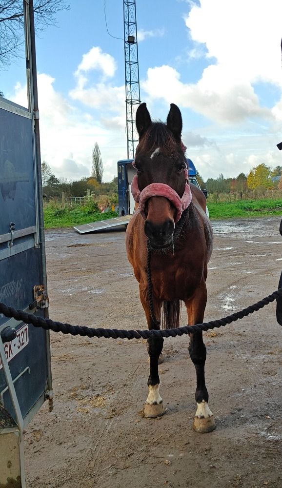 Zangersheide springpaard Merrie 14 歳 Bruin 売り出し中 - 写真 3