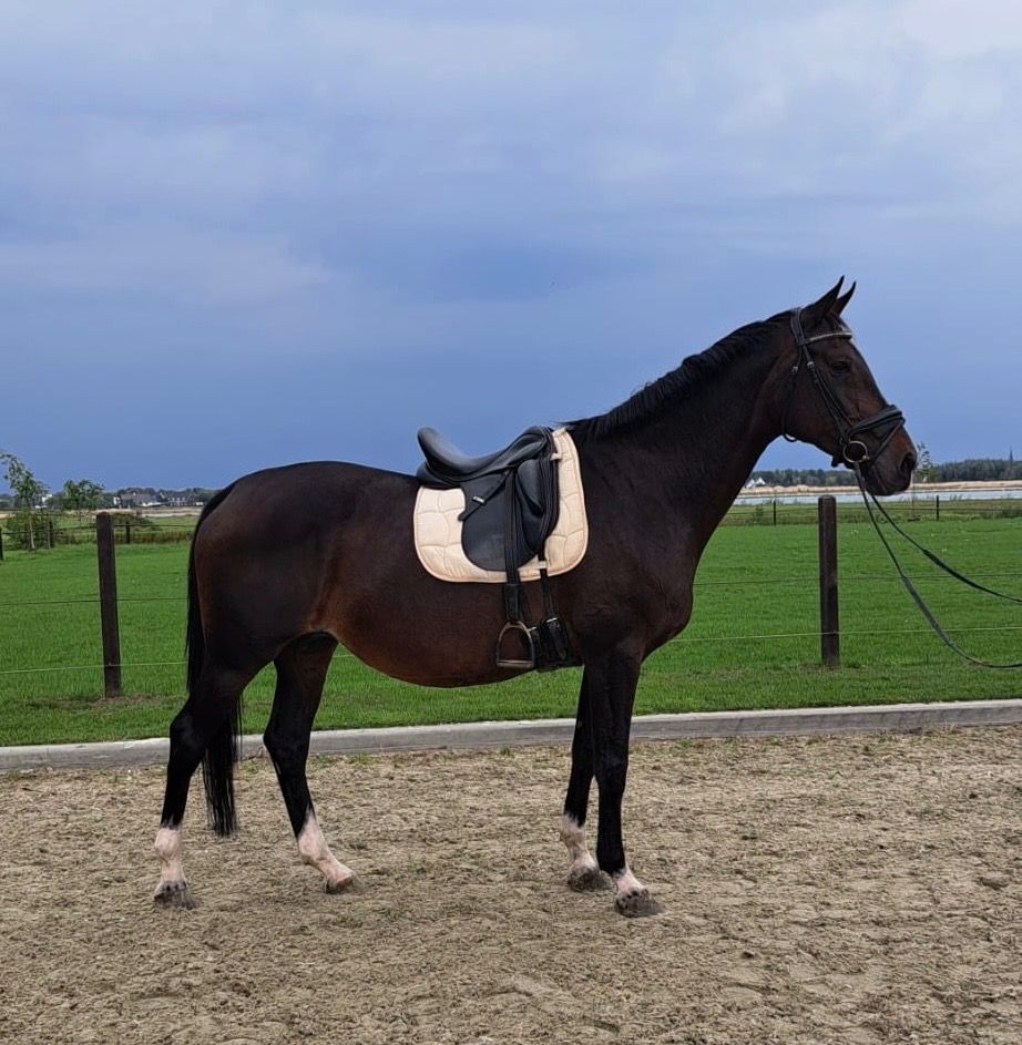 KWPN dressuurpaard Merrie 17 jaar Bruin te koop - Hoofdfoto