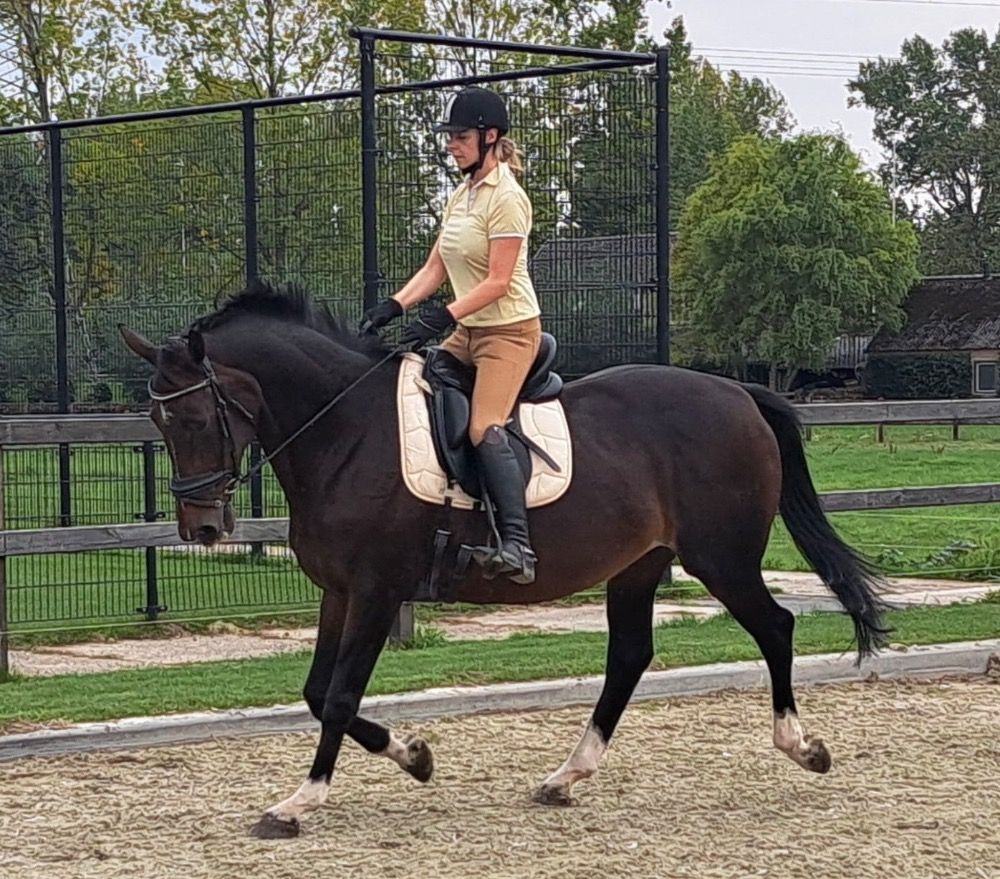 KWPN dressuurpaard Merrie 17 jaar Bruin te koop - Foto 3