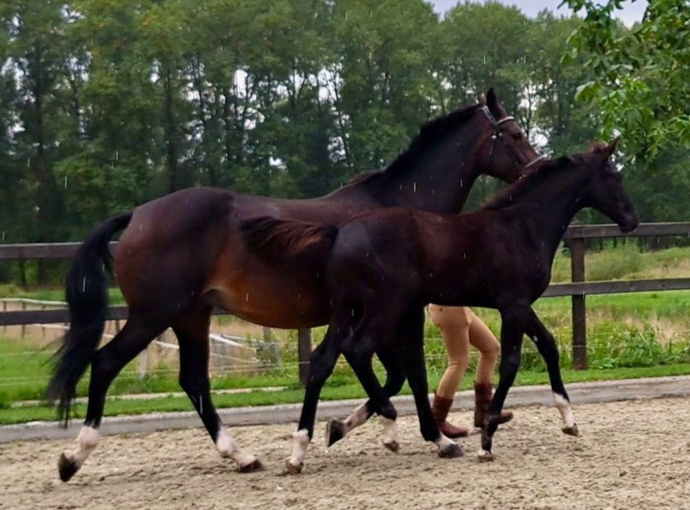 KWPN dressuurpaard Merrie 17 jaar Bruin te koop - Foto 2