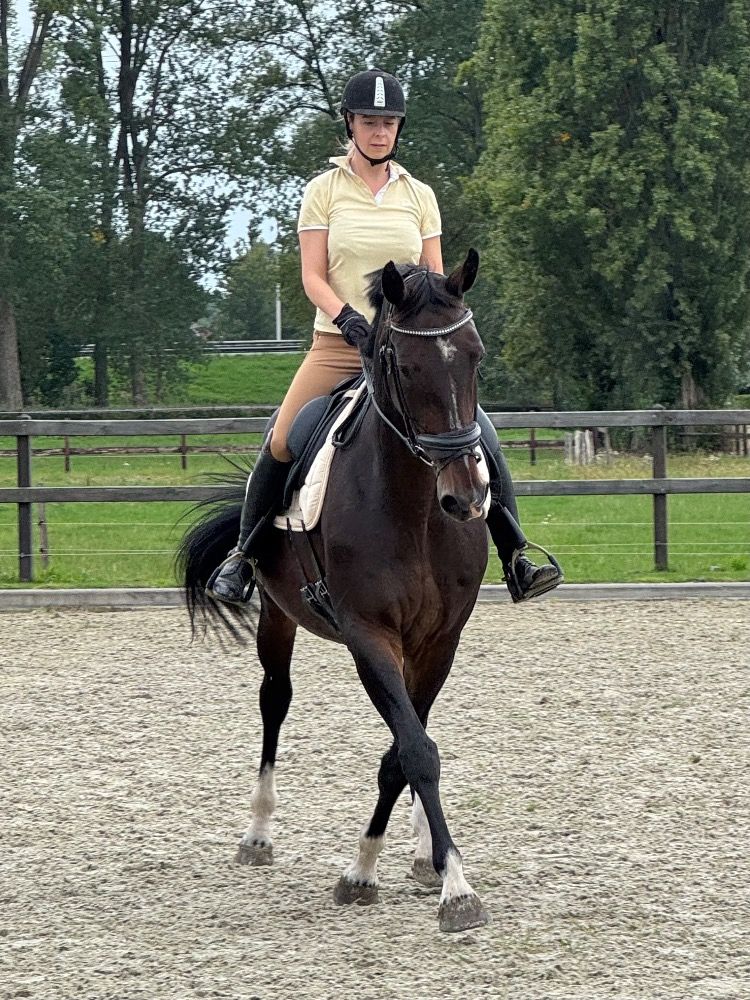 KWPN dressuurpaard Merrie 17 jaar Bruin te koop - Foto 4