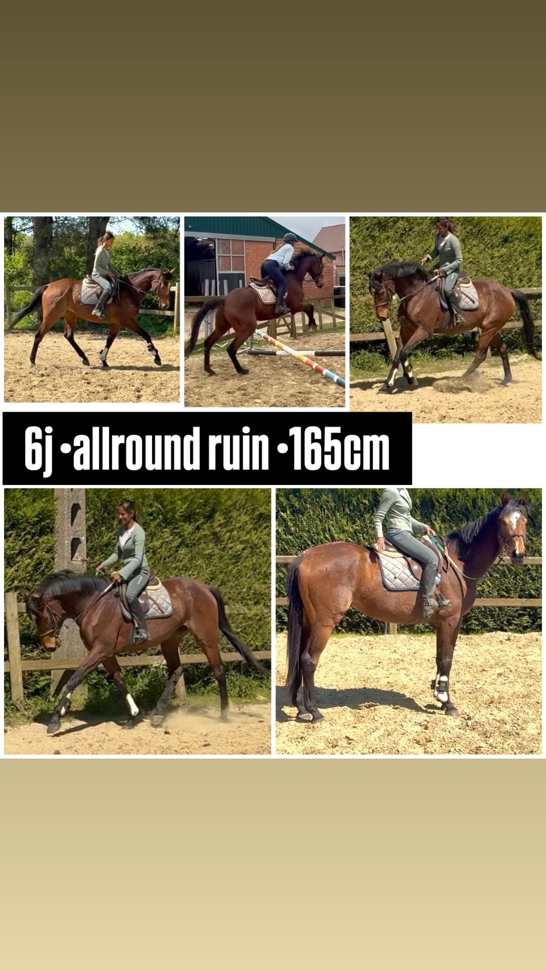 Varmbloed dressage / jumping gelding 6 years old Gray for sale - Main photo