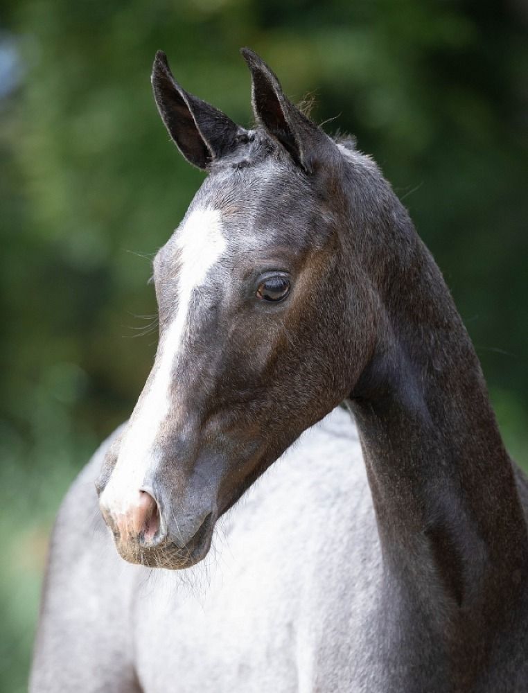 Stallion by Catoki x Cornet Obolensky x Emerald