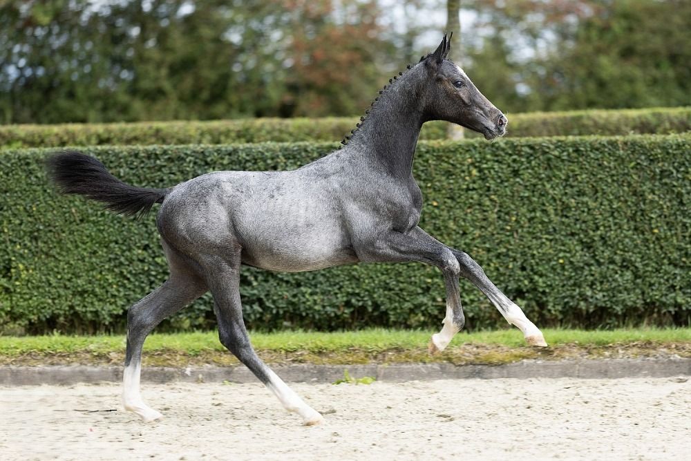 BWP springpaard Hengst Schimmel te koop - Foto 2